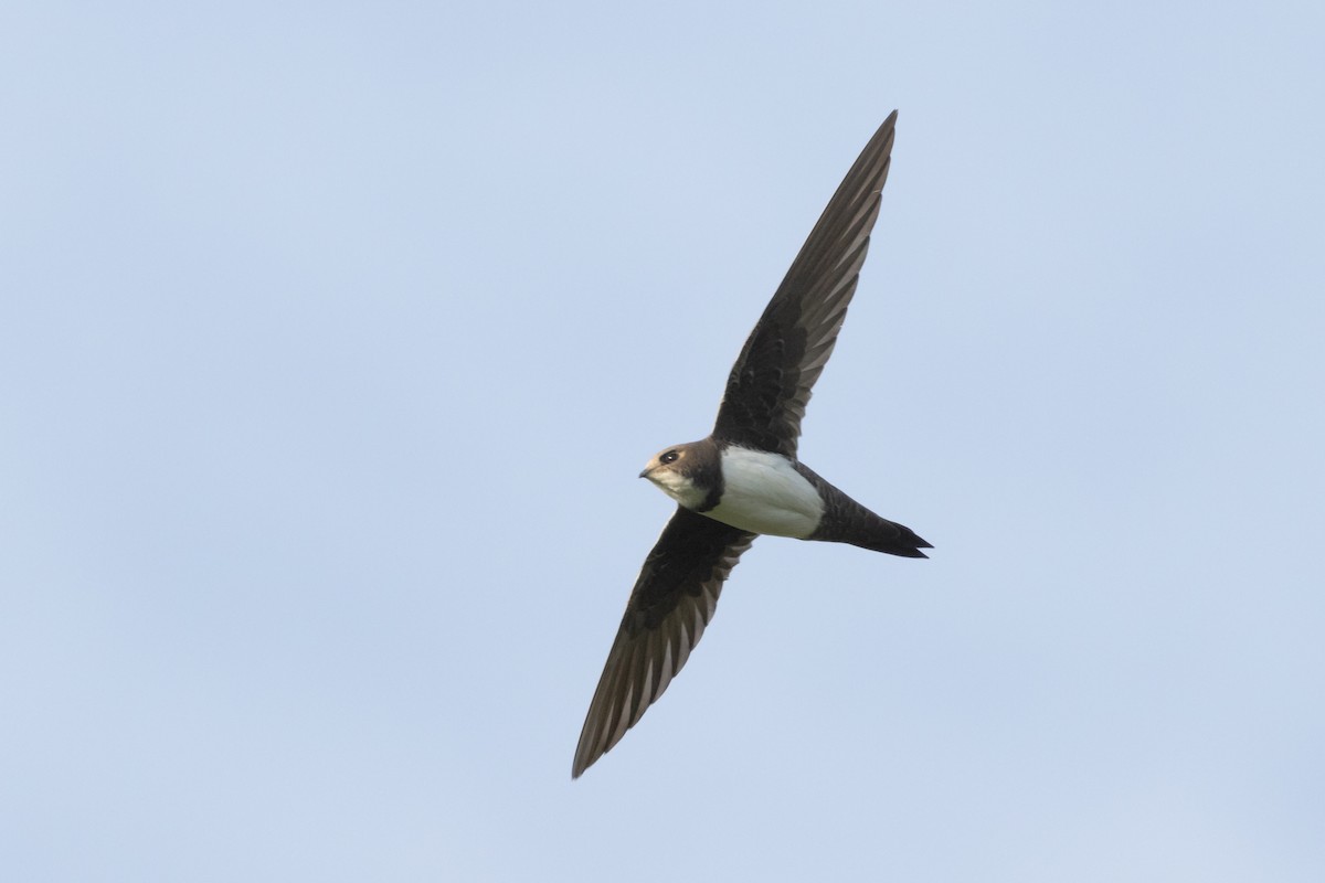 Alpine Swift - ML620207227