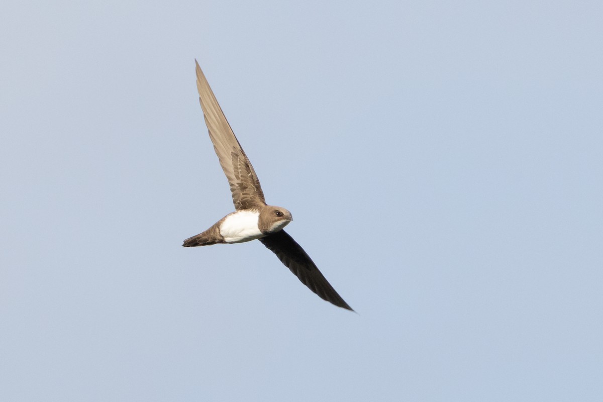 Alpine Swift - ML620207229