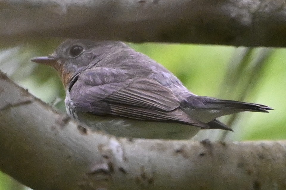 Red-breasted Flycatcher - ML620207231