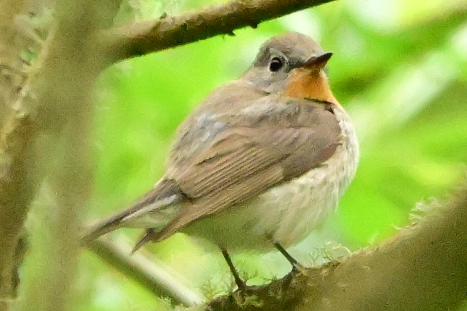 Red-breasted Flycatcher - ML620207232