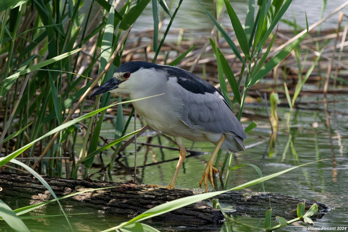 Black-crowned Night Heron - ML620207244