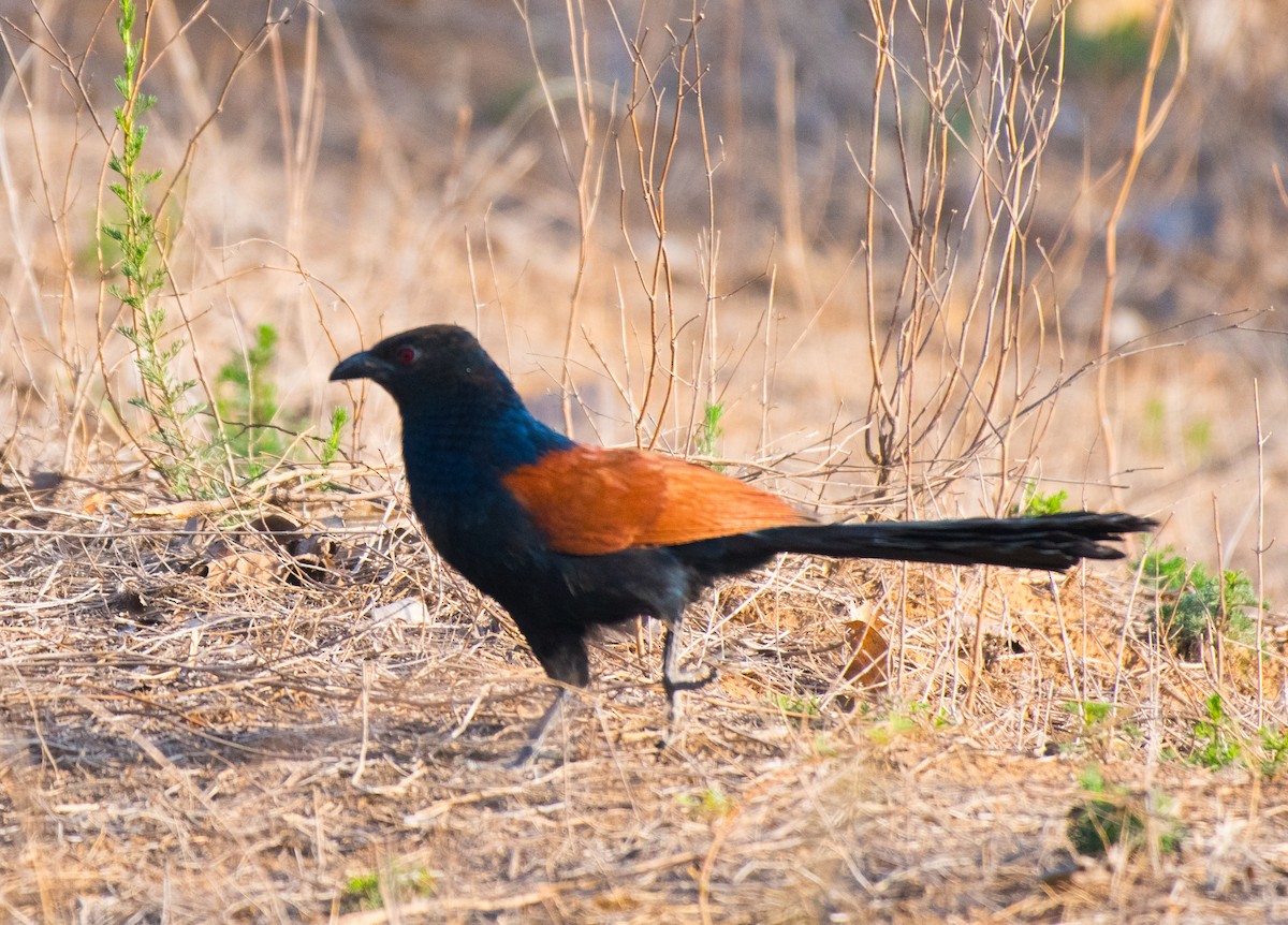 Greater Coucal - ML620207253