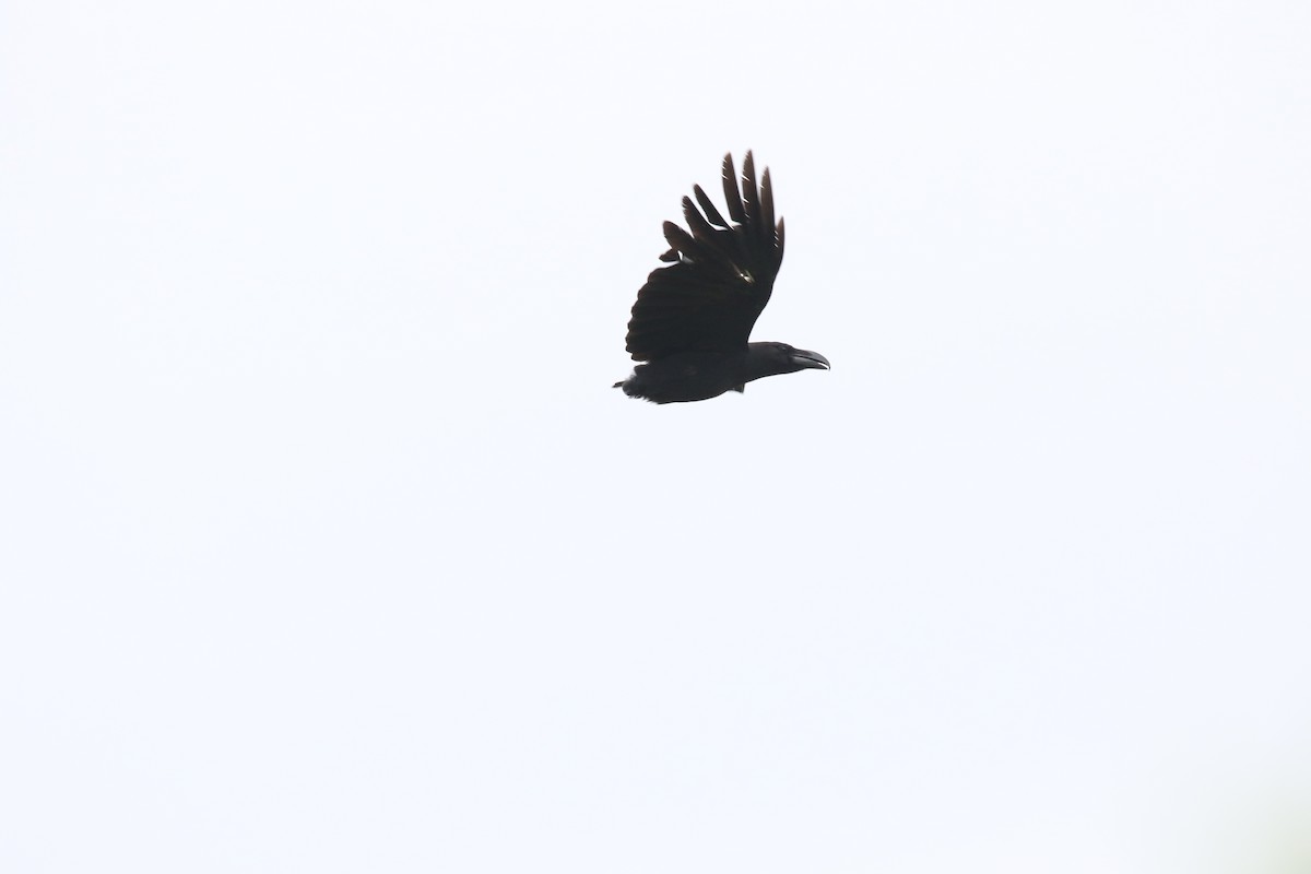 Large-billed Crow - ML620207254