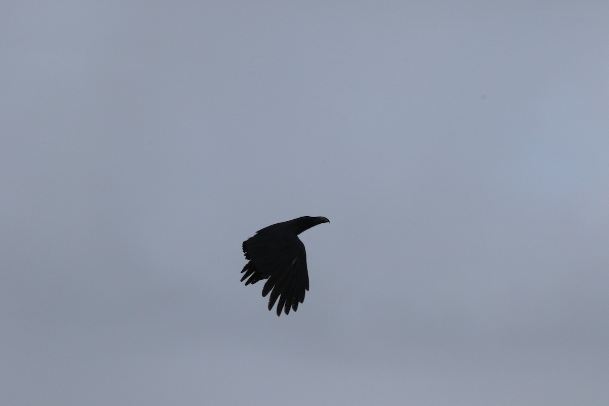 Large-billed Crow - ML620207255