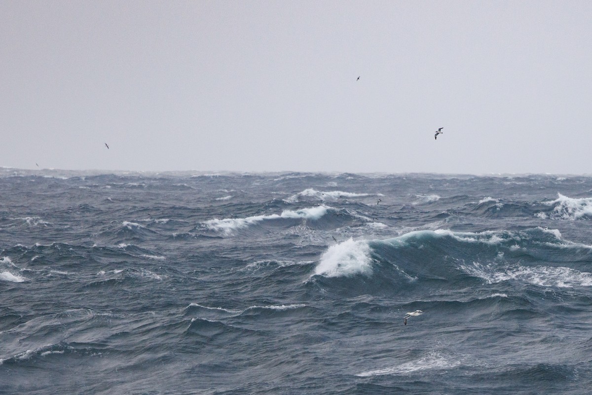 Cory's Shearwater - ML620207262