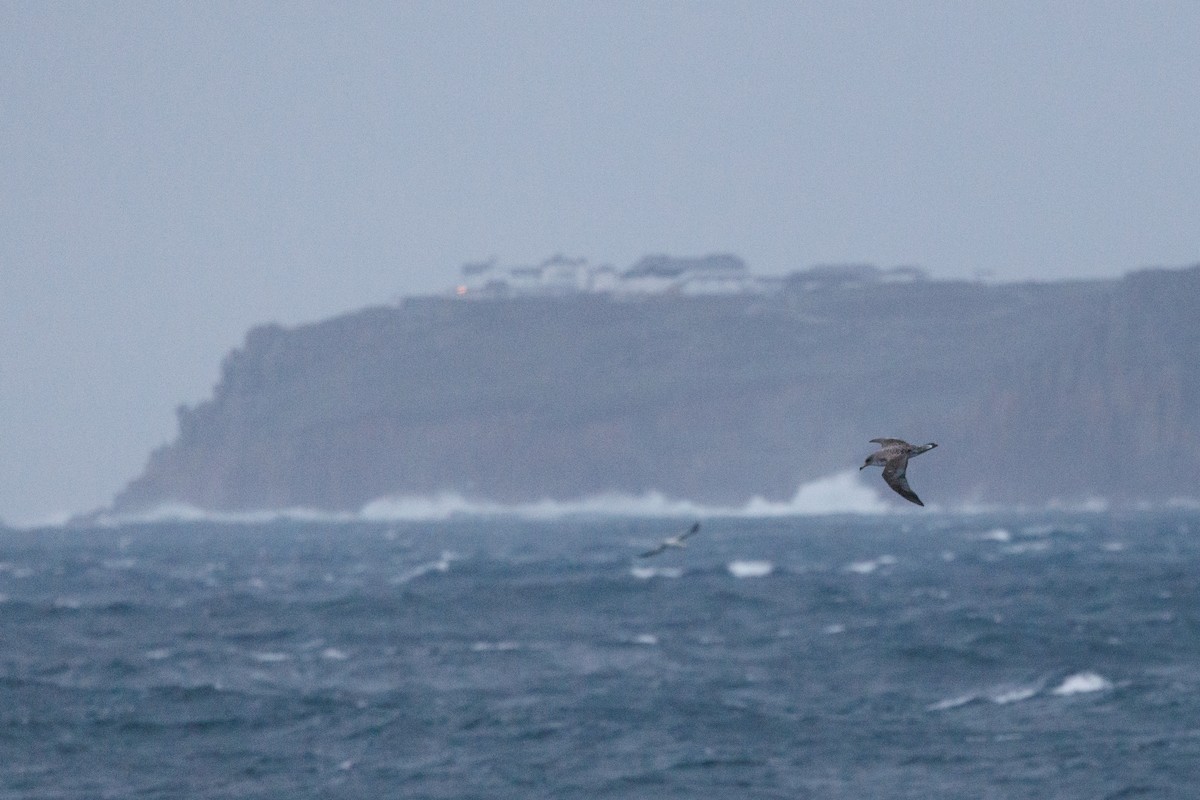 Cory's Shearwater - ML620207263