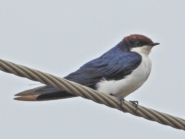 Wire-tailed Swallow - ML620207264