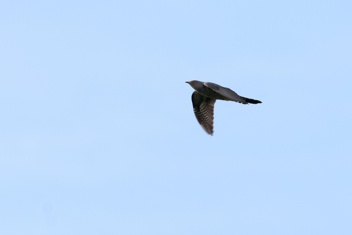 Common Cuckoo - ML620207273
