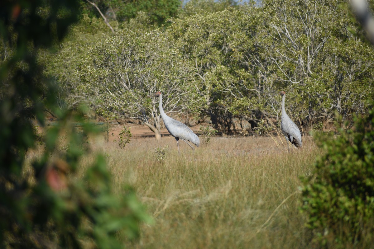 Grulla Brolga - ML620207276