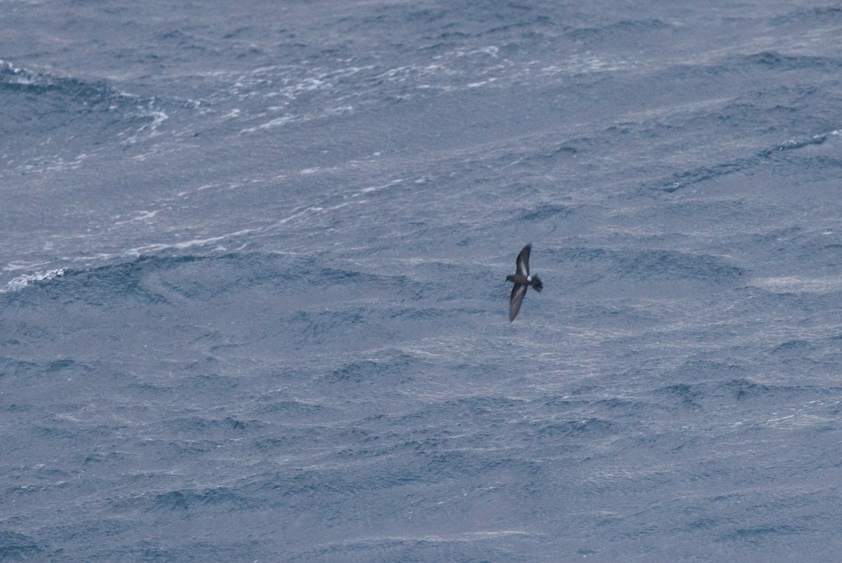 European Storm-Petrel - ML620207282