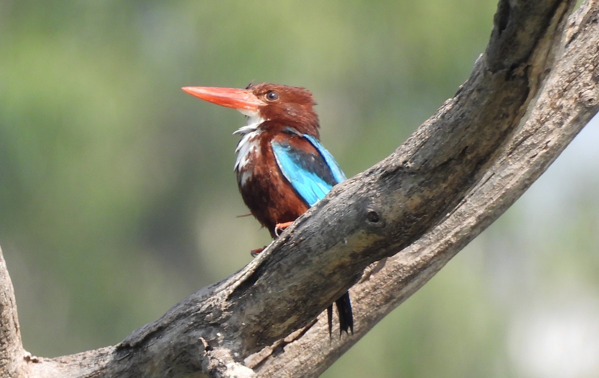 White-throated Kingfisher - ML620207293