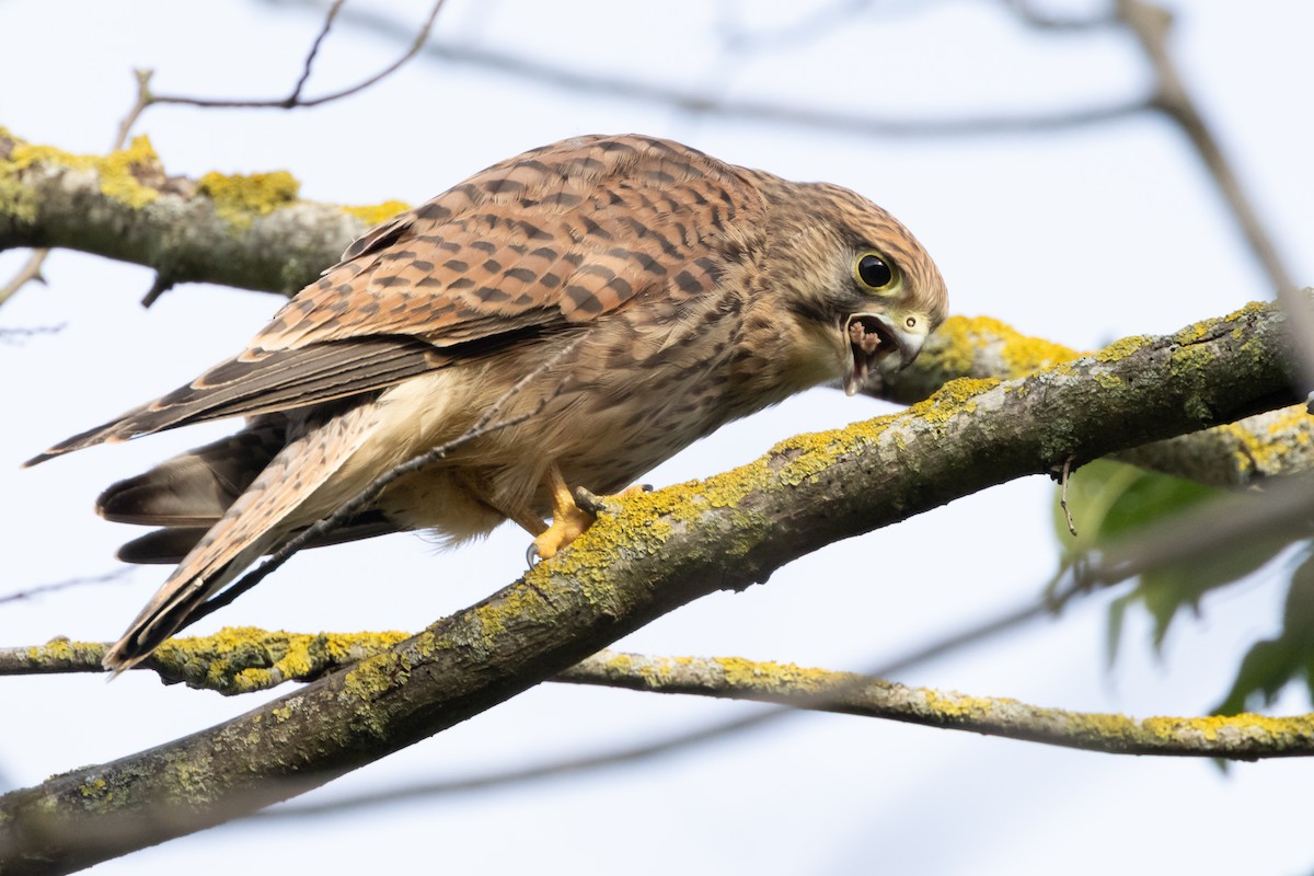 Eurasian Kestrel - ML620207296