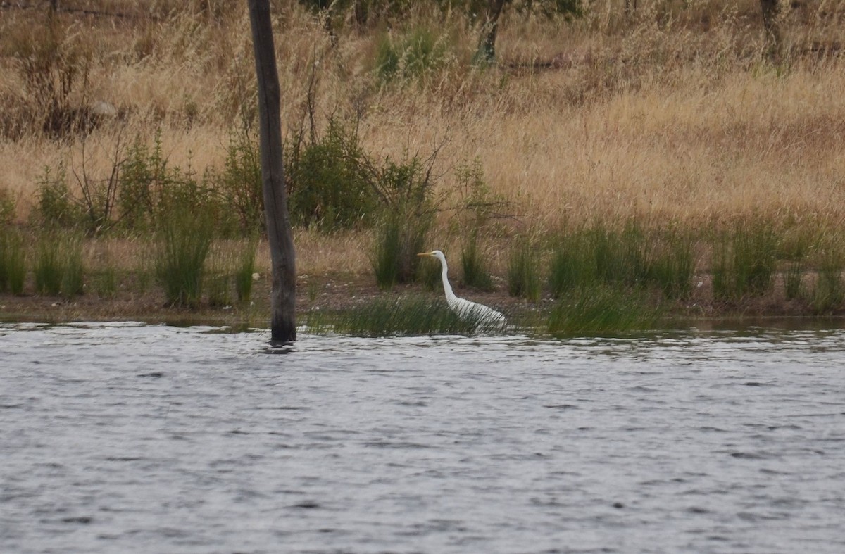 Great Egret - ML620207305