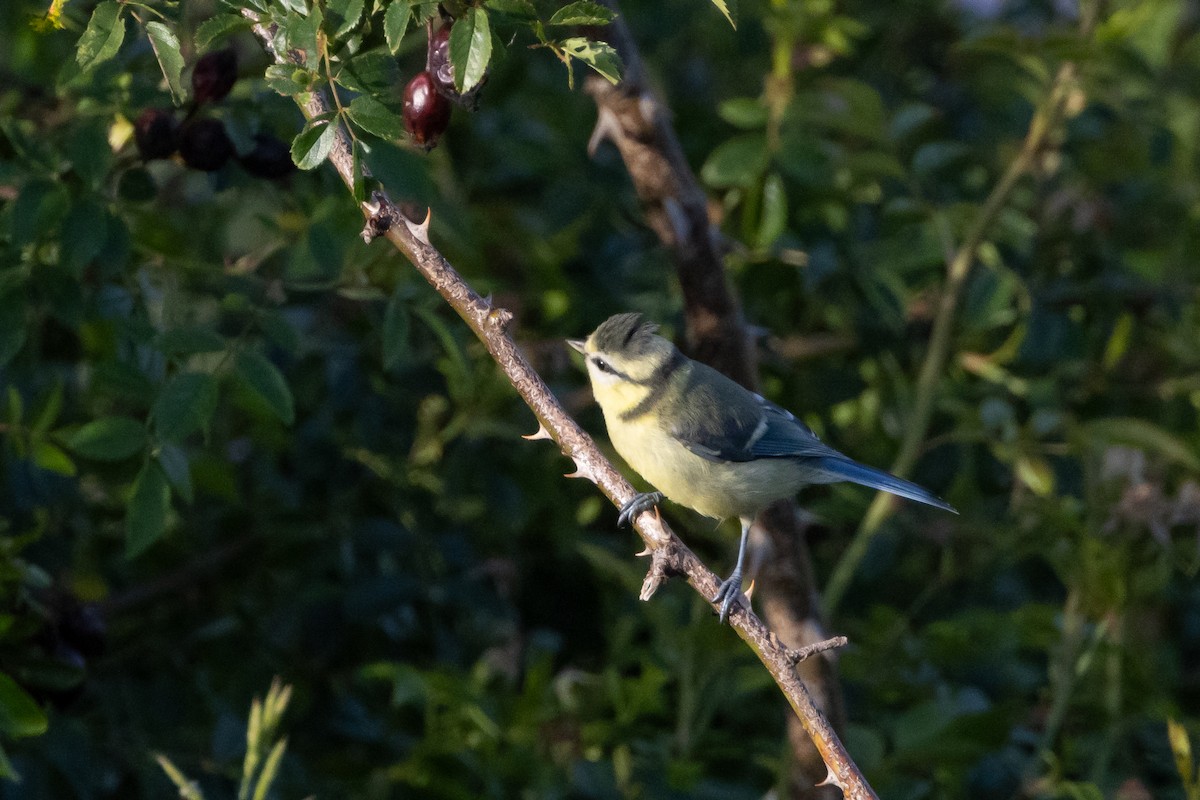 Eurasian Blue Tit - ML620207312