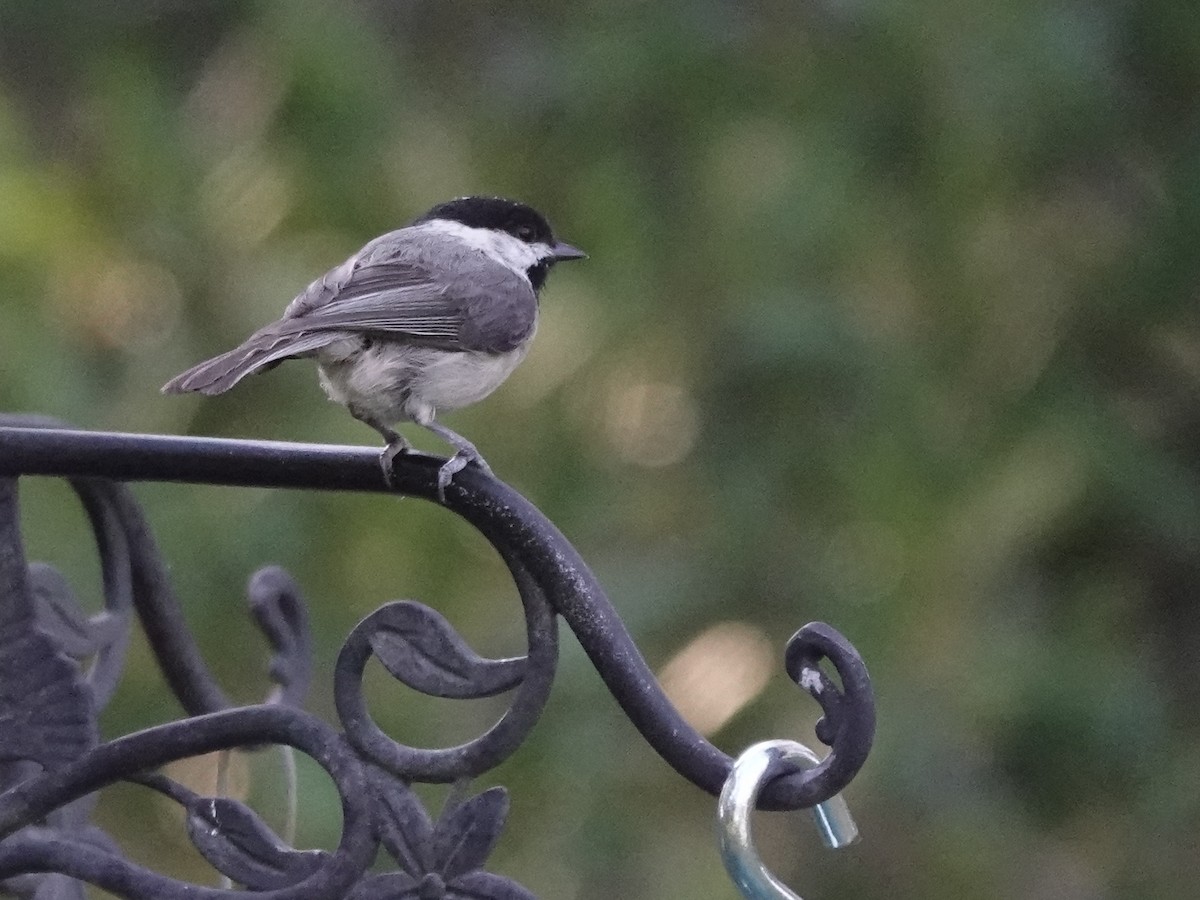 Carolina Chickadee - ML620207313