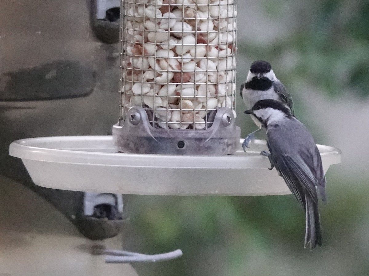 Carolina Chickadee - Charlie Spencer