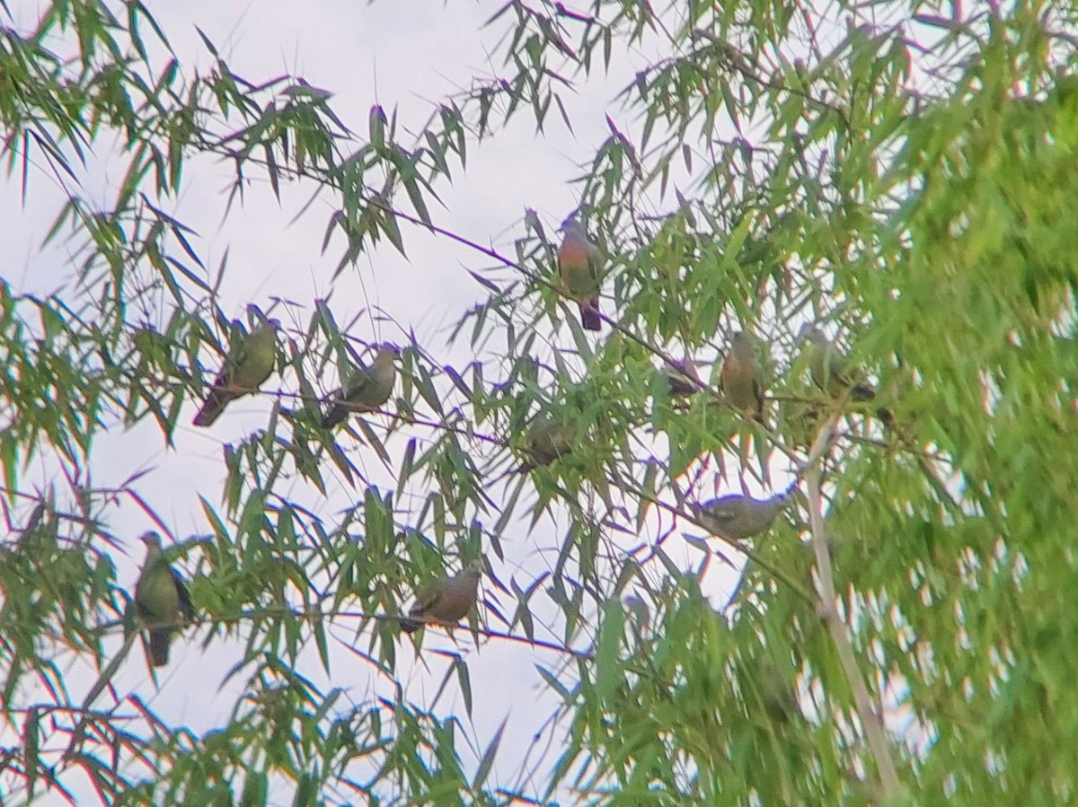 Pink-necked Green-Pigeon - ML620207315