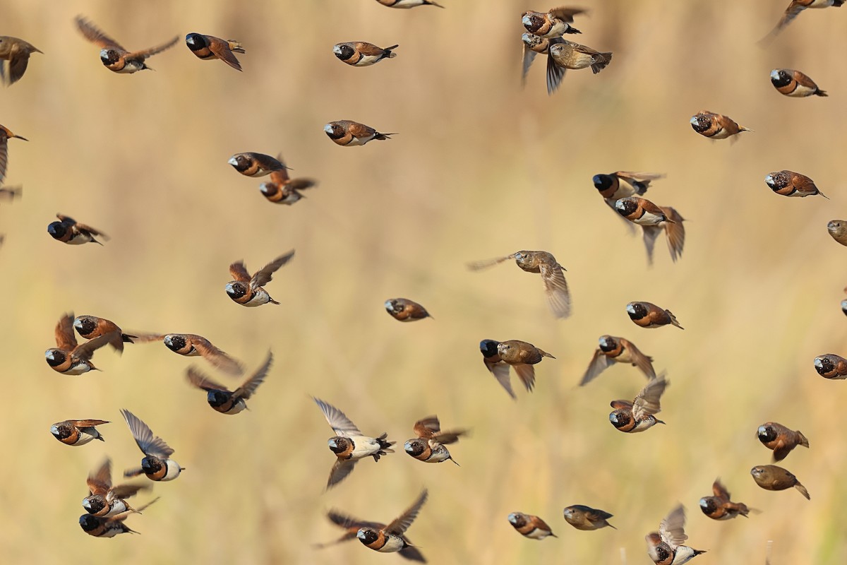 Chestnut-breasted Munia - ML620207316