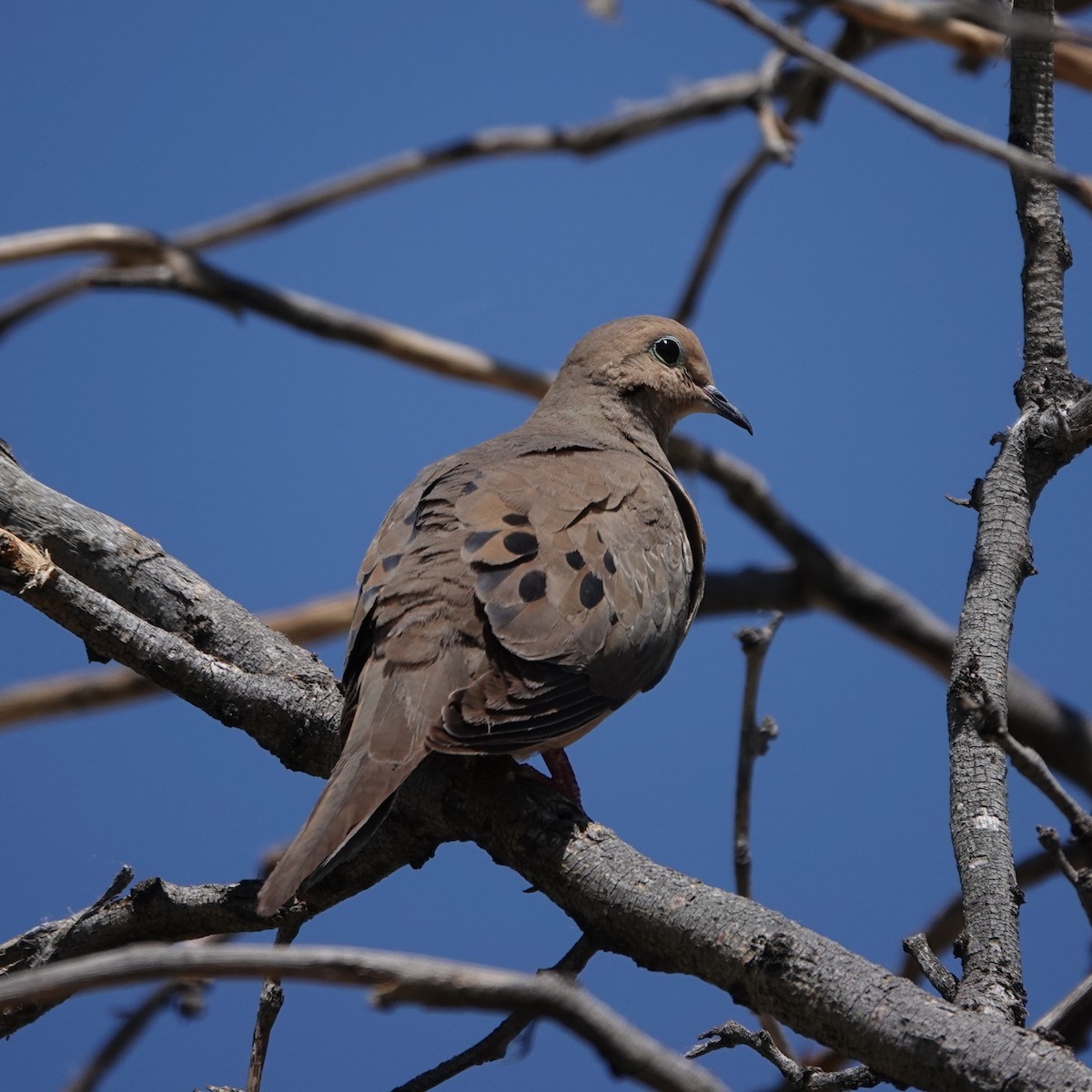 Mourning Dove - ML620207318