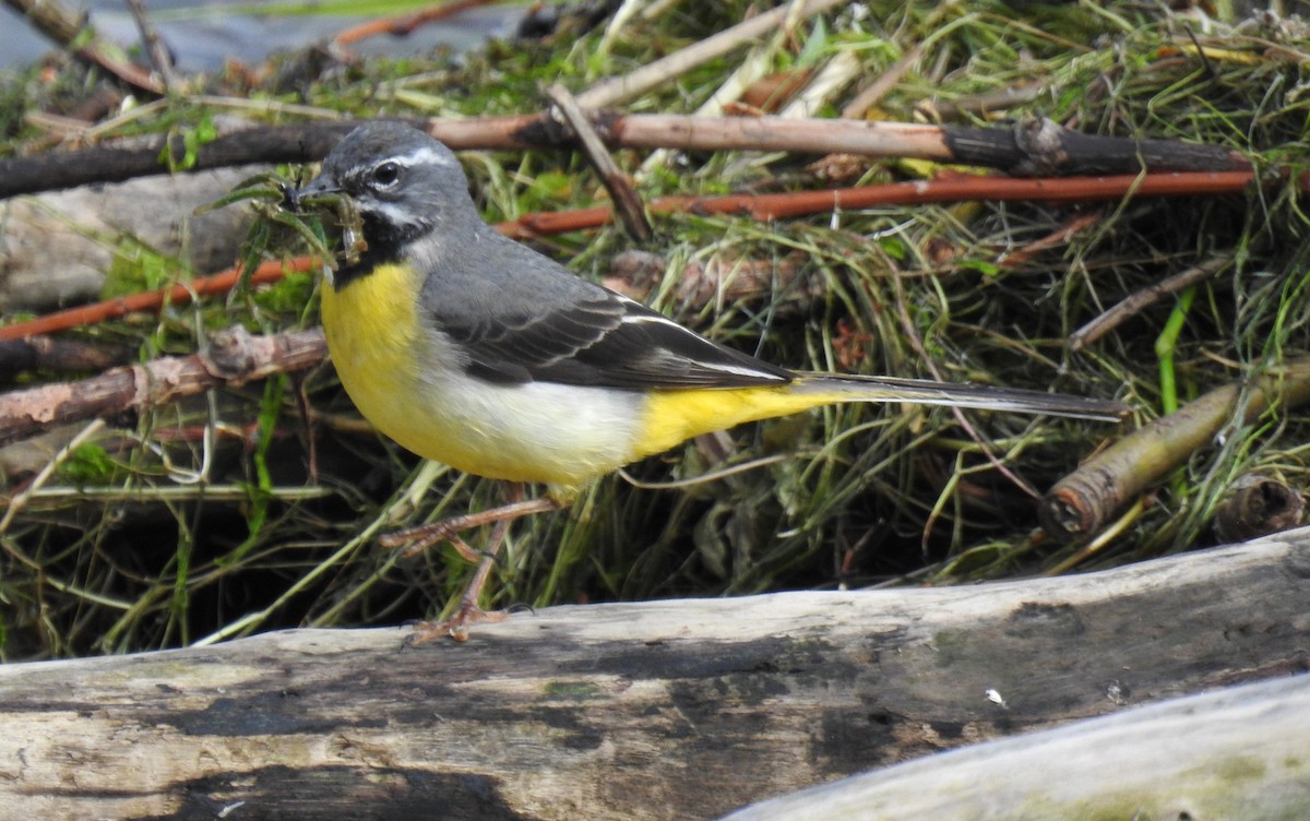 Gray Wagtail - ML620207326