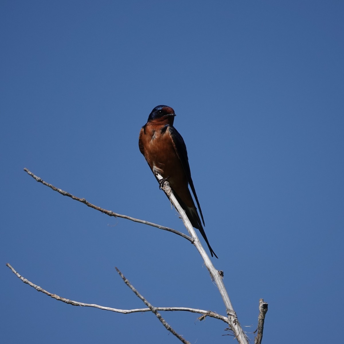 Barn Swallow - ML620207328