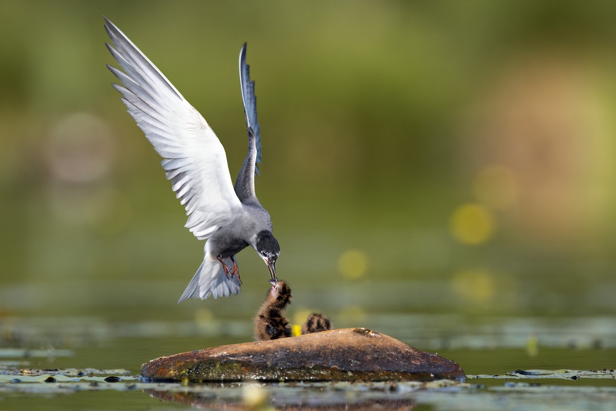 Black Tern - ML620207329