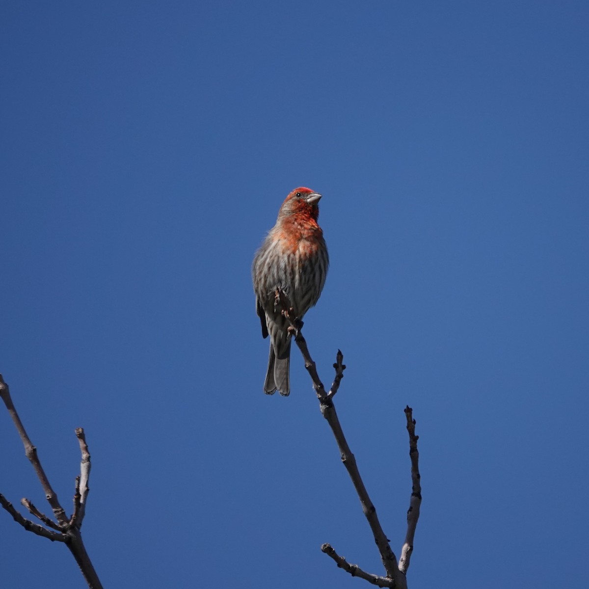 House Finch - ML620207330