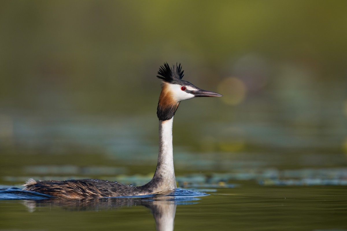 Great Crested Grebe - ML620207334