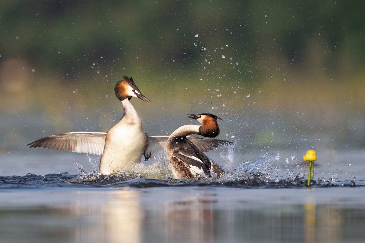 Great Crested Grebe - ML620207335