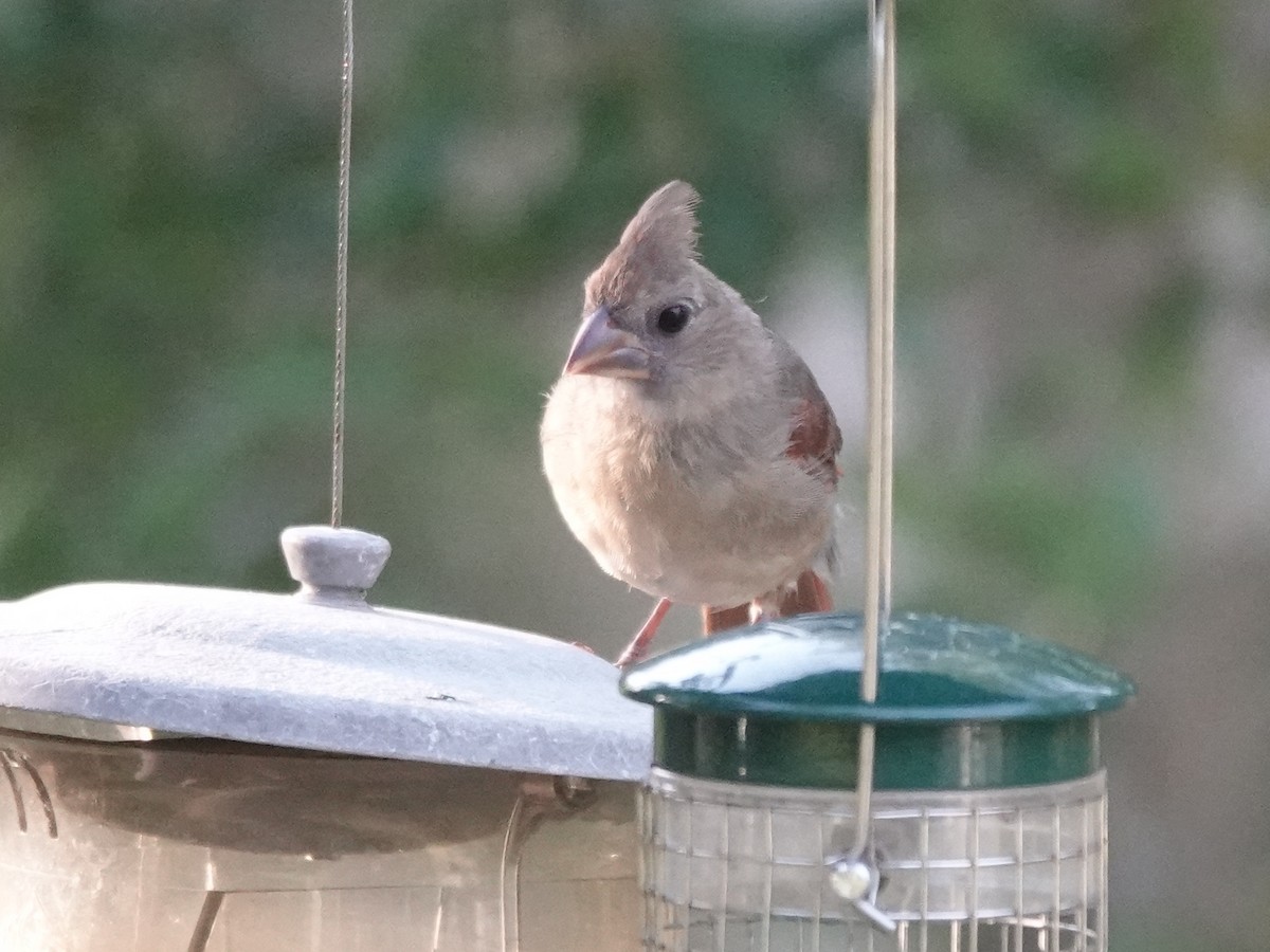 Northern Cardinal - ML620207337