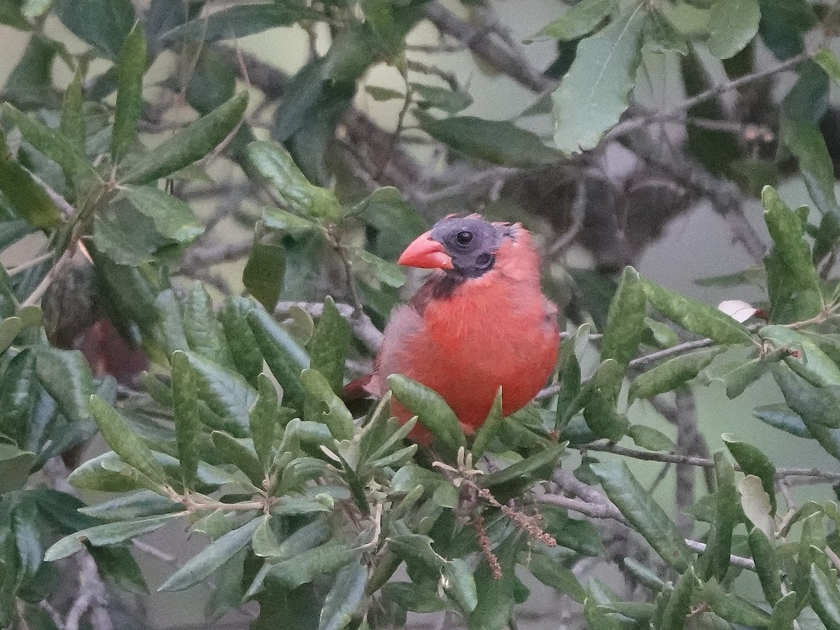 Northern Cardinal - Charlie Spencer