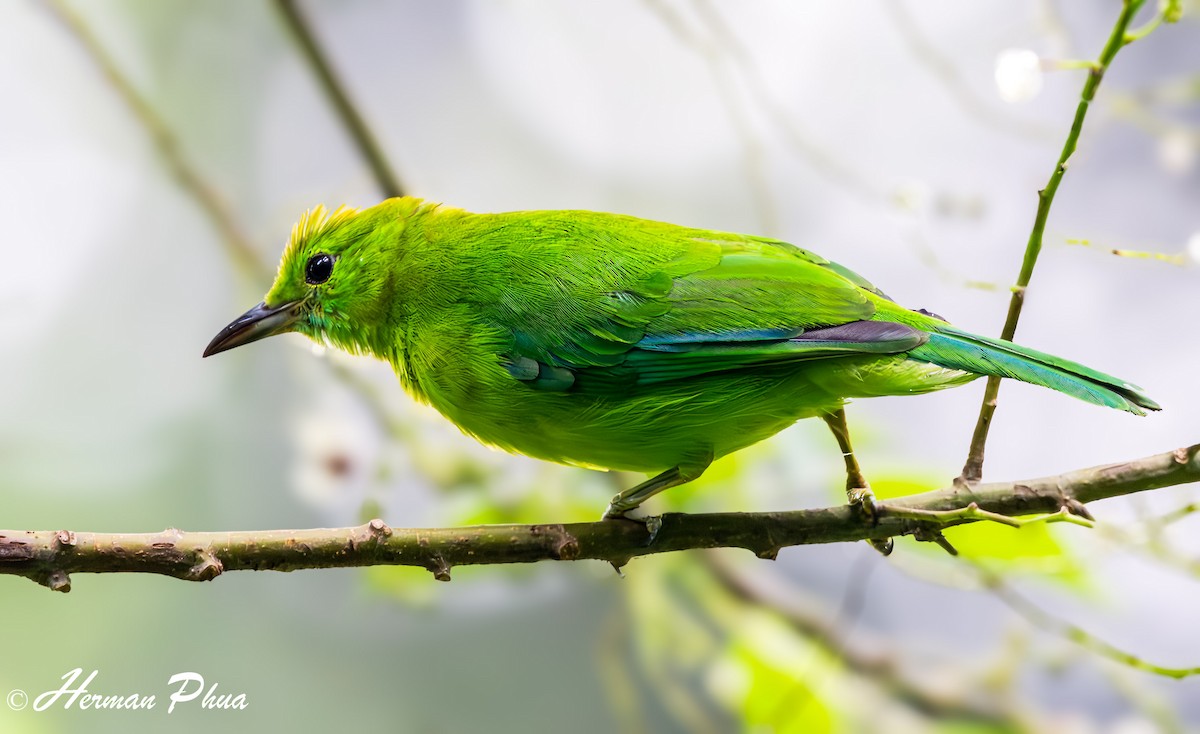 Blue-winged Leafbird - ML620207342