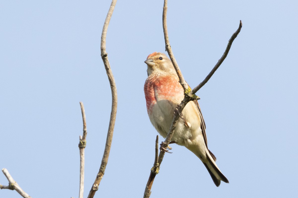 赤胸朱頂雀 - ML620207344