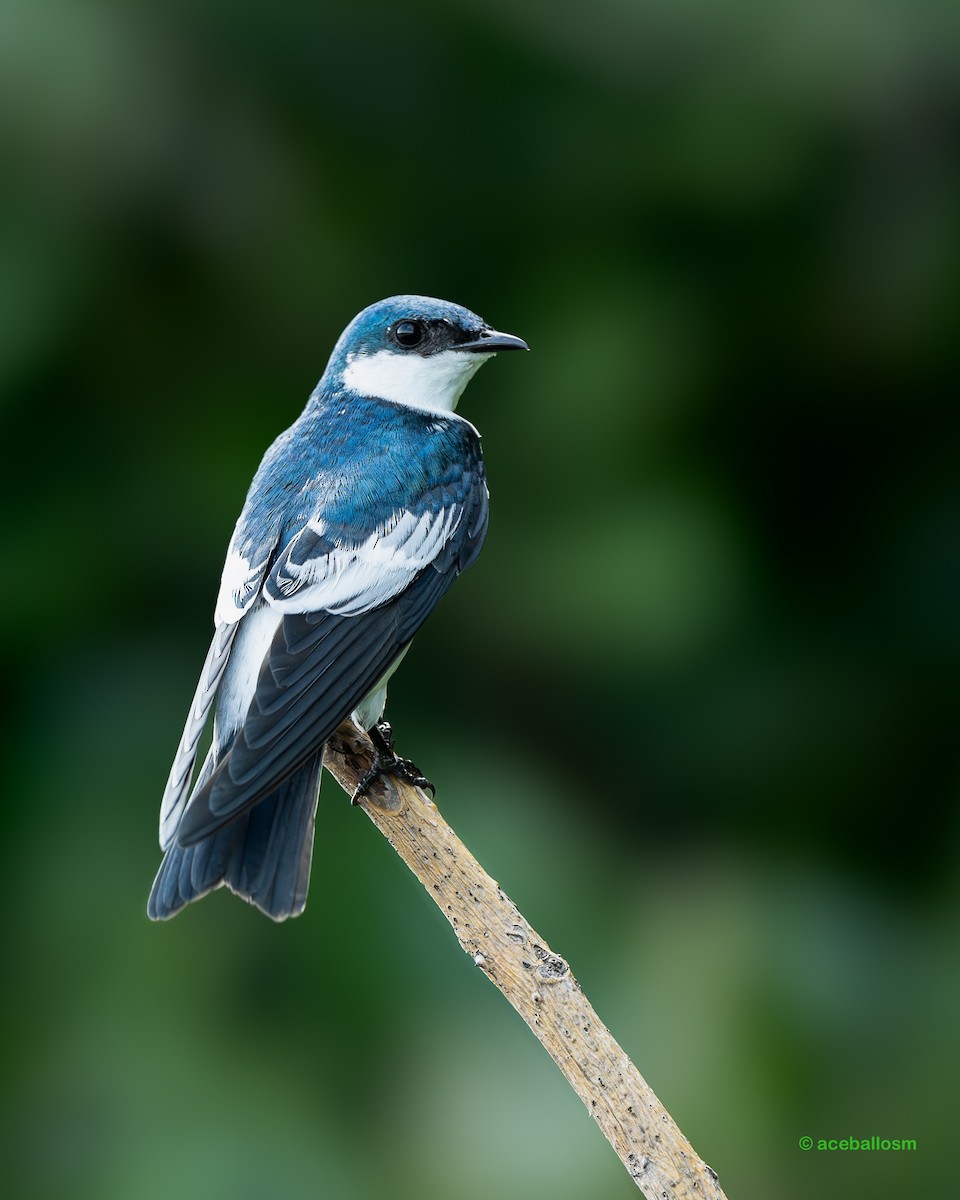White-winged Swallow - ML620207345