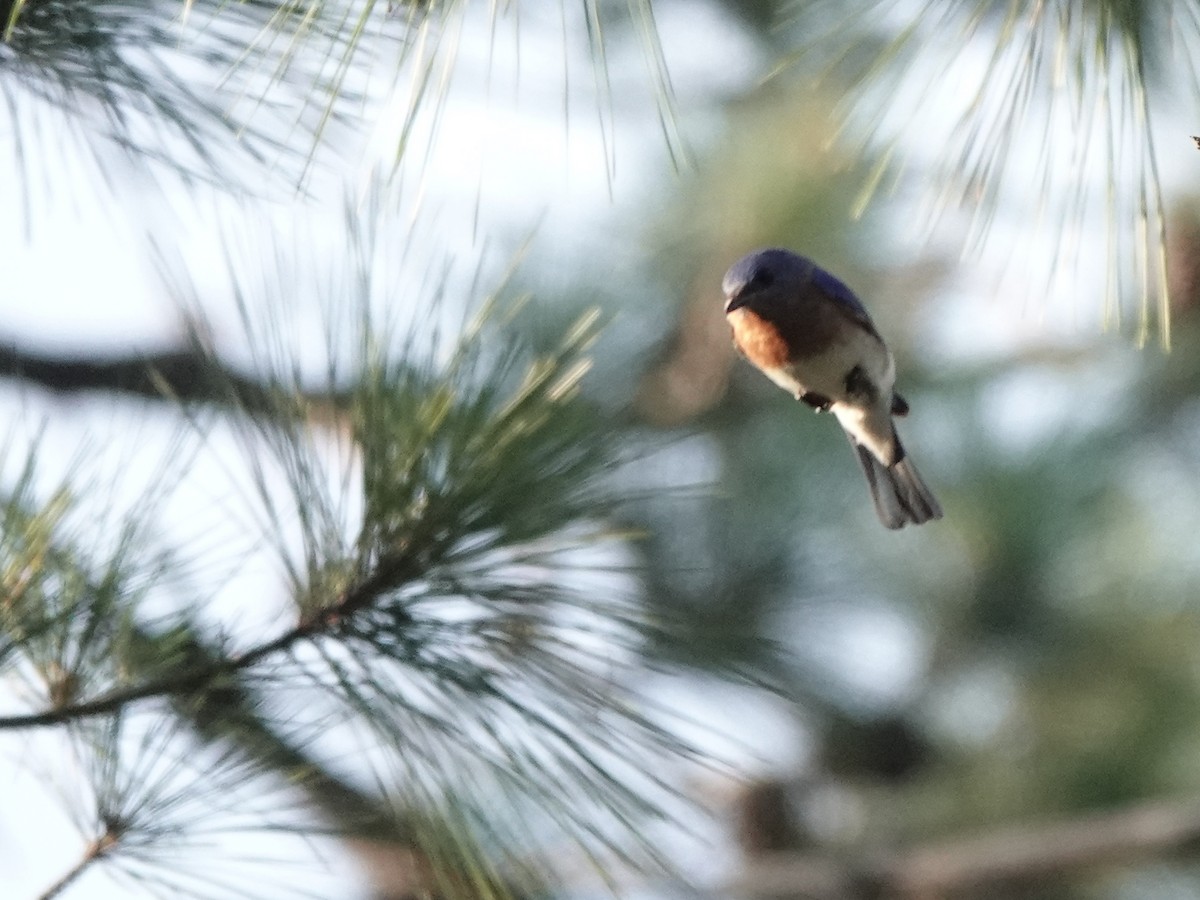 Eastern Bluebird - ML620207346