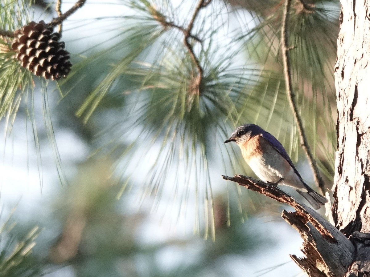 Eastern Bluebird - ML620207347