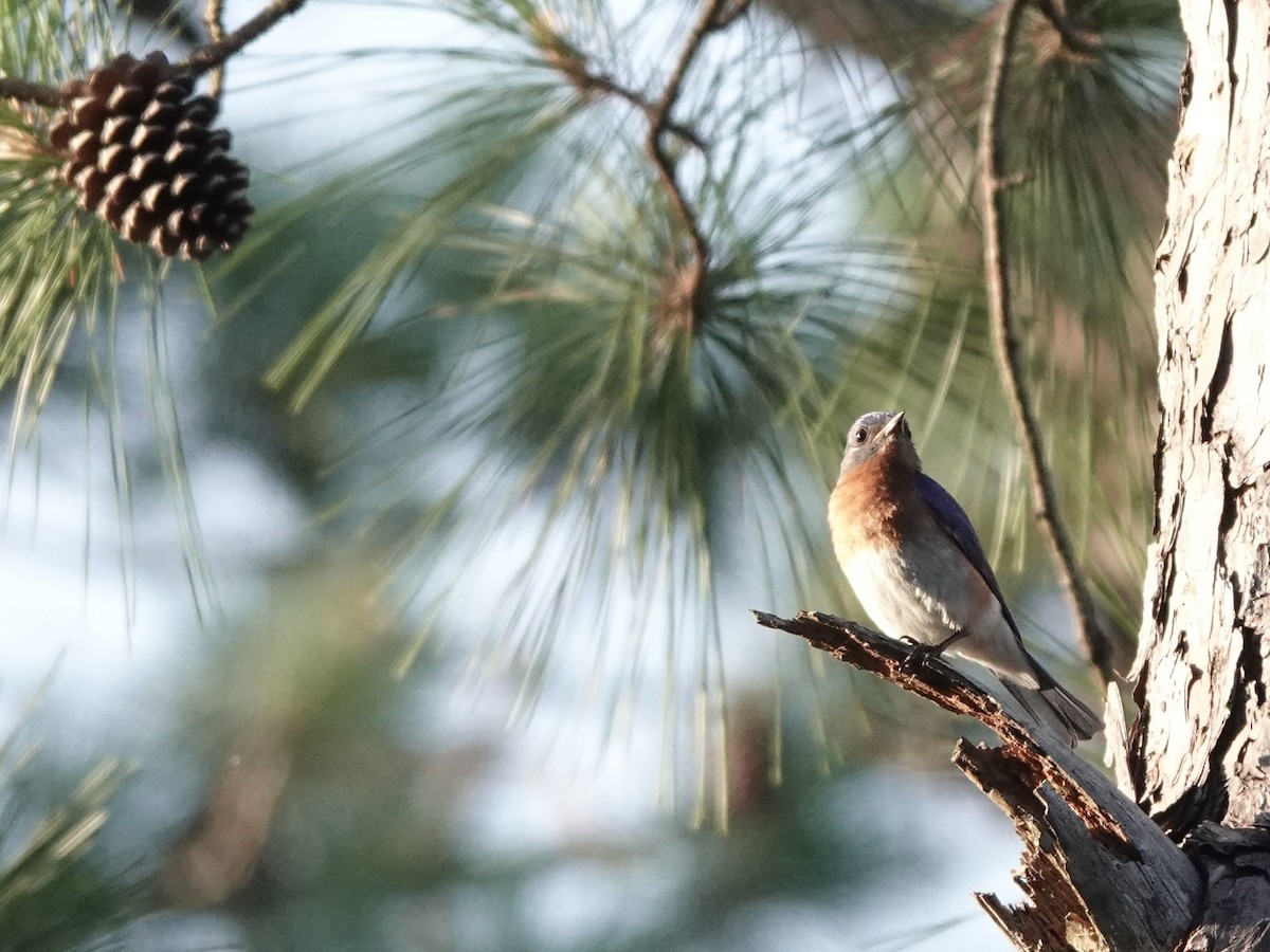 Eastern Bluebird - Charlie Spencer