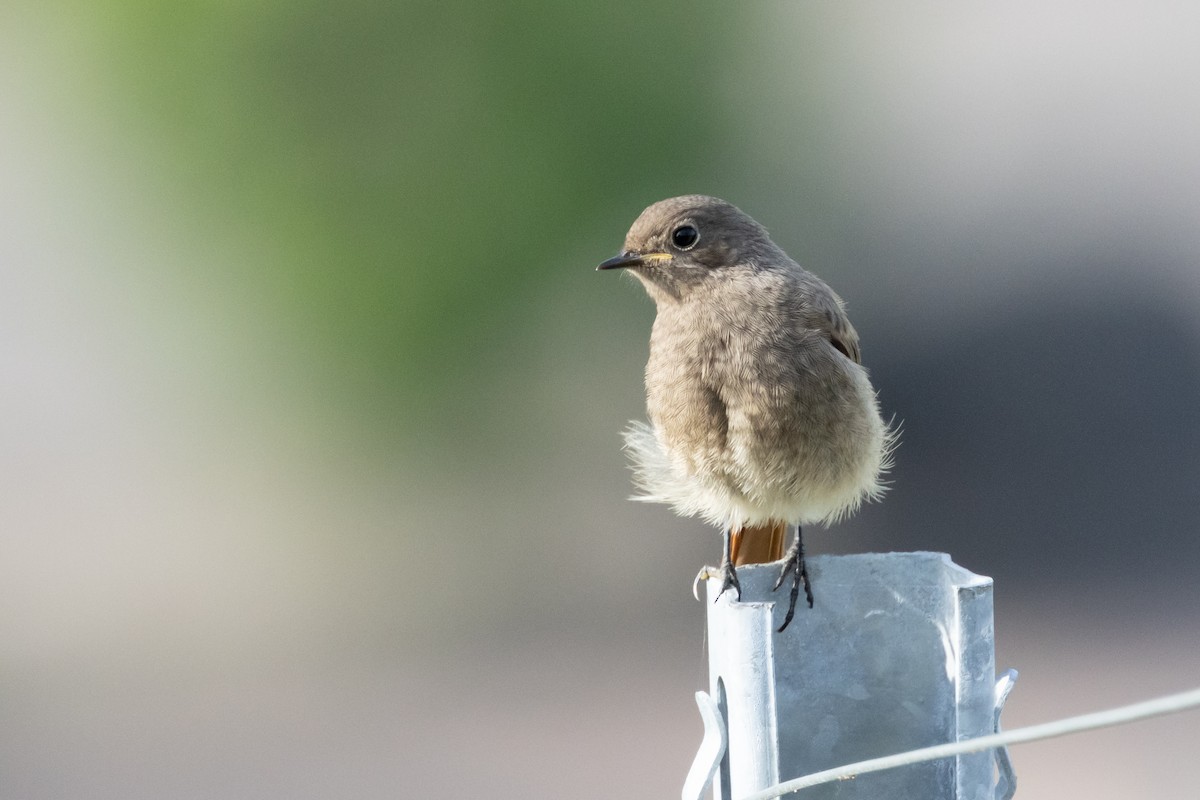 Black Redstart - ML620207353