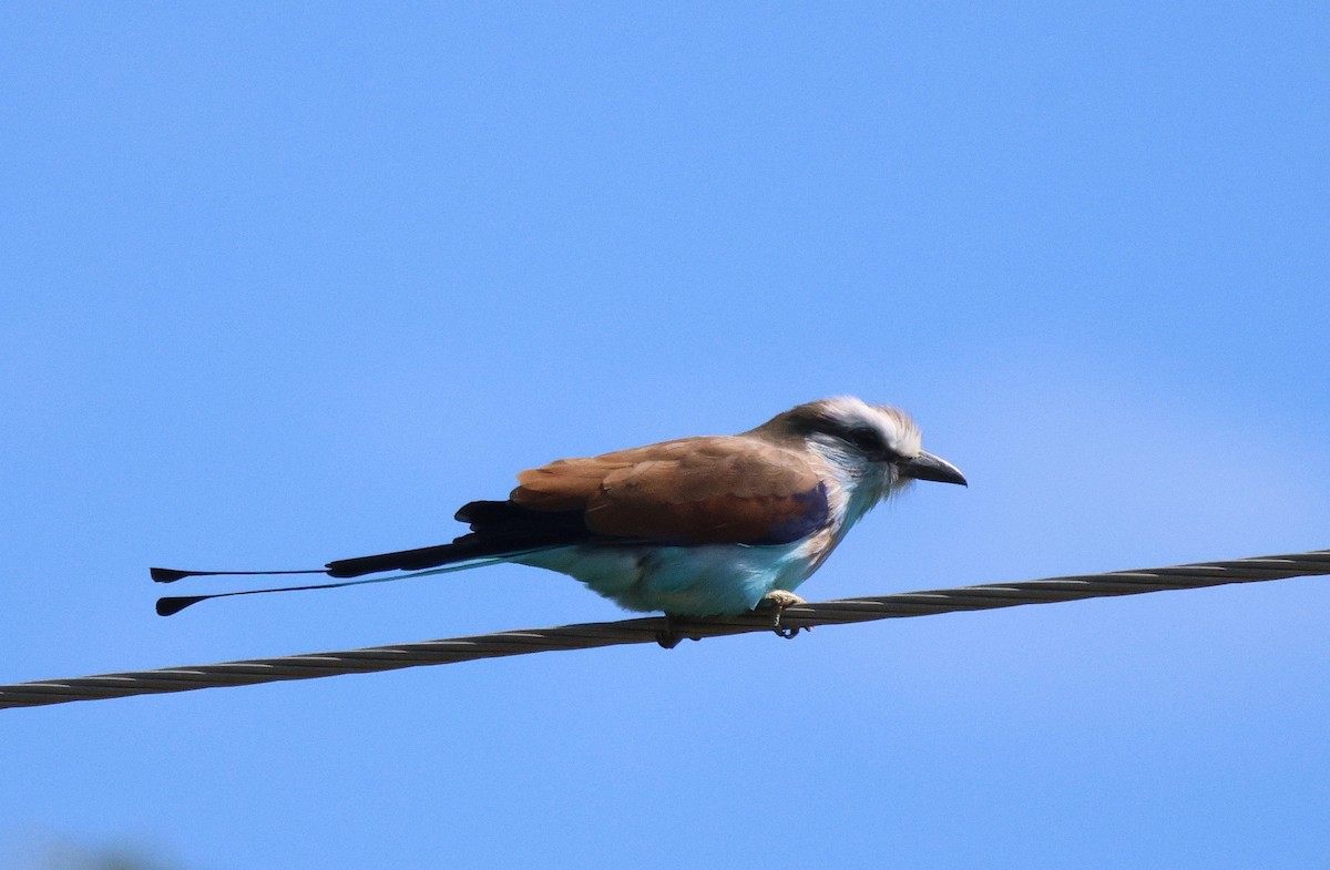 Racket-tailed Roller - ML620207355