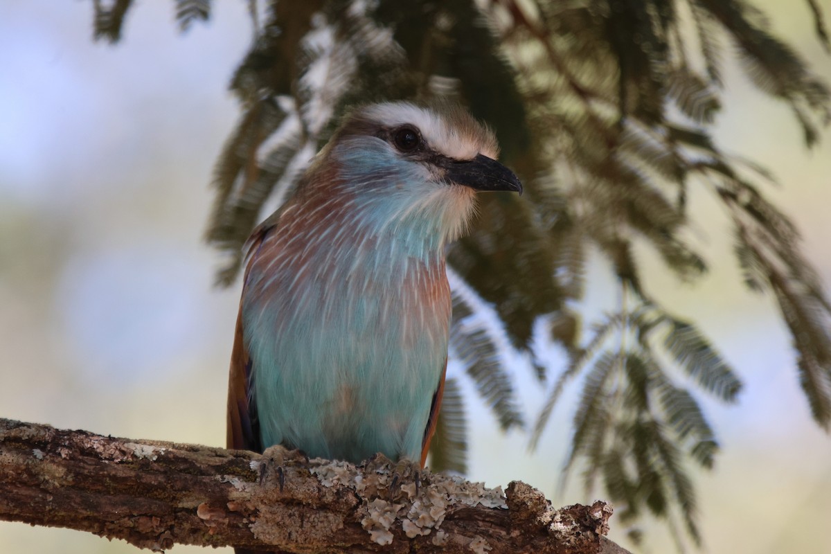 Racket-tailed Roller - ML620207356