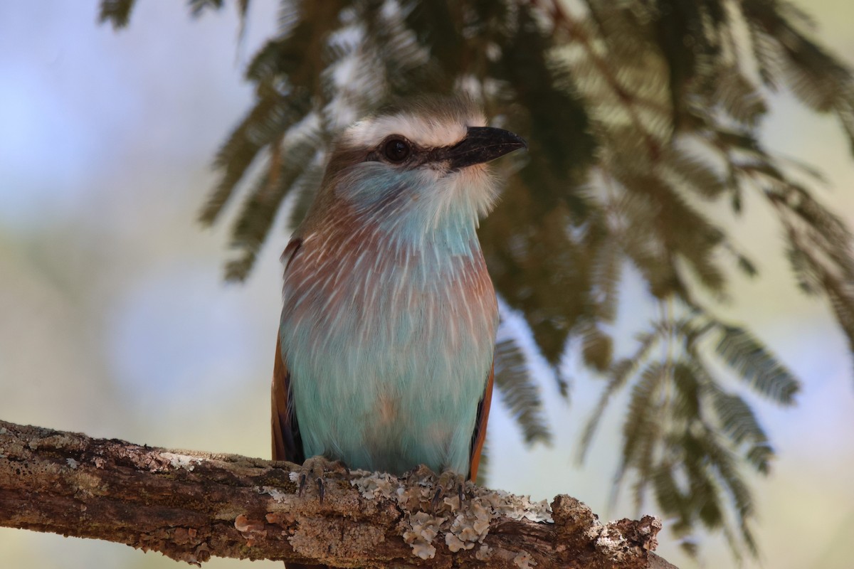 Racket-tailed Roller - ML620207357