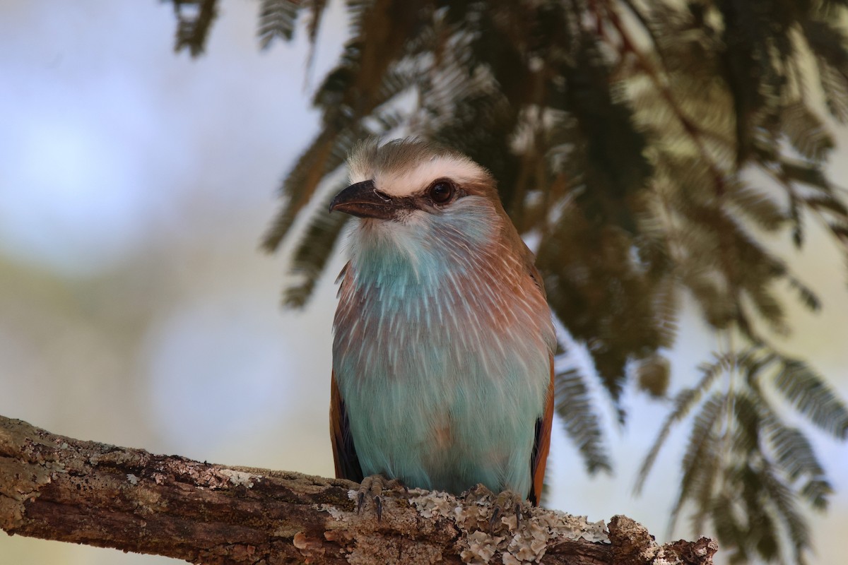 Racket-tailed Roller - ML620207358