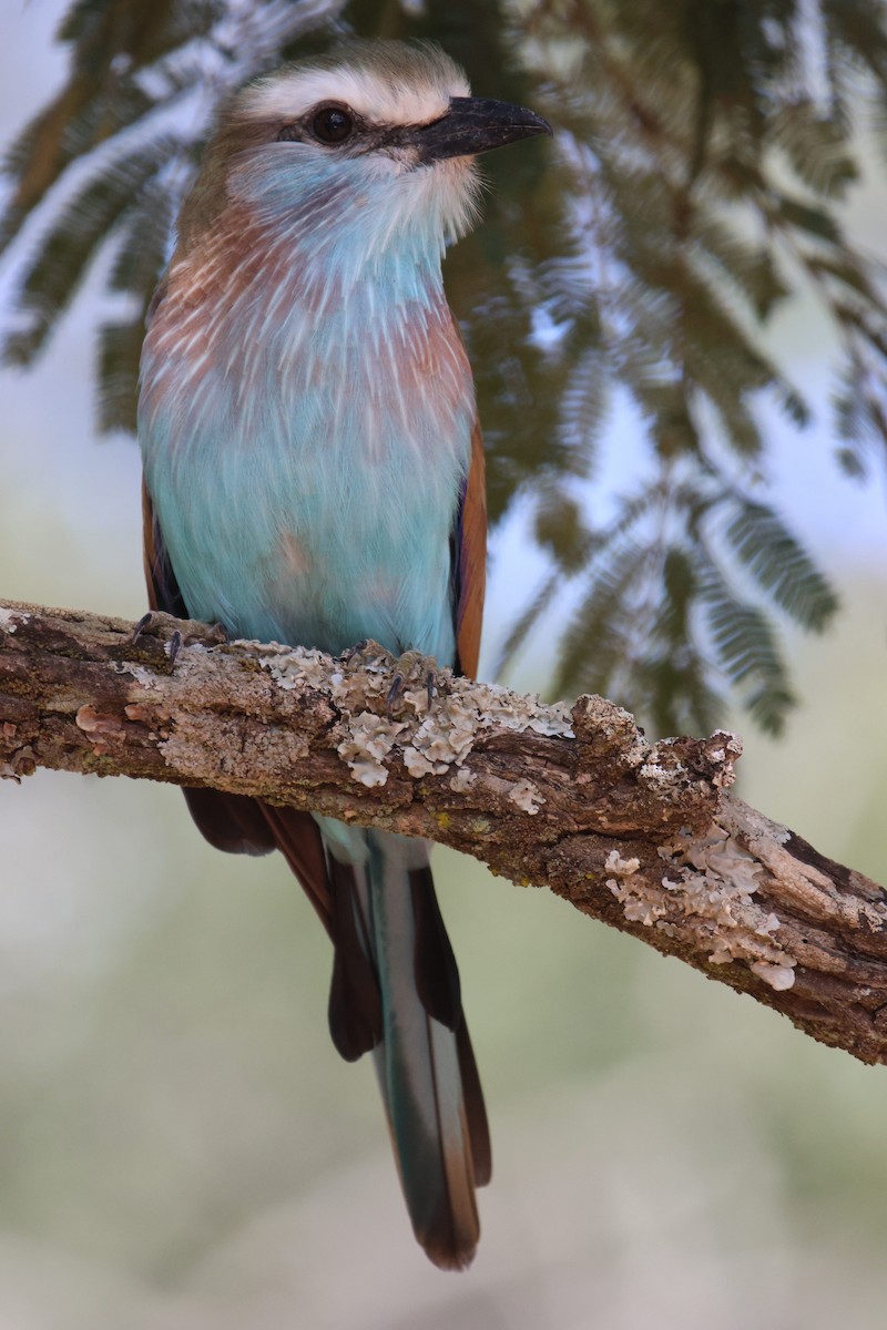 Racket-tailed Roller - ML620207359