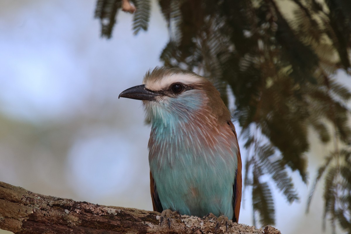 Racket-tailed Roller - ML620207360