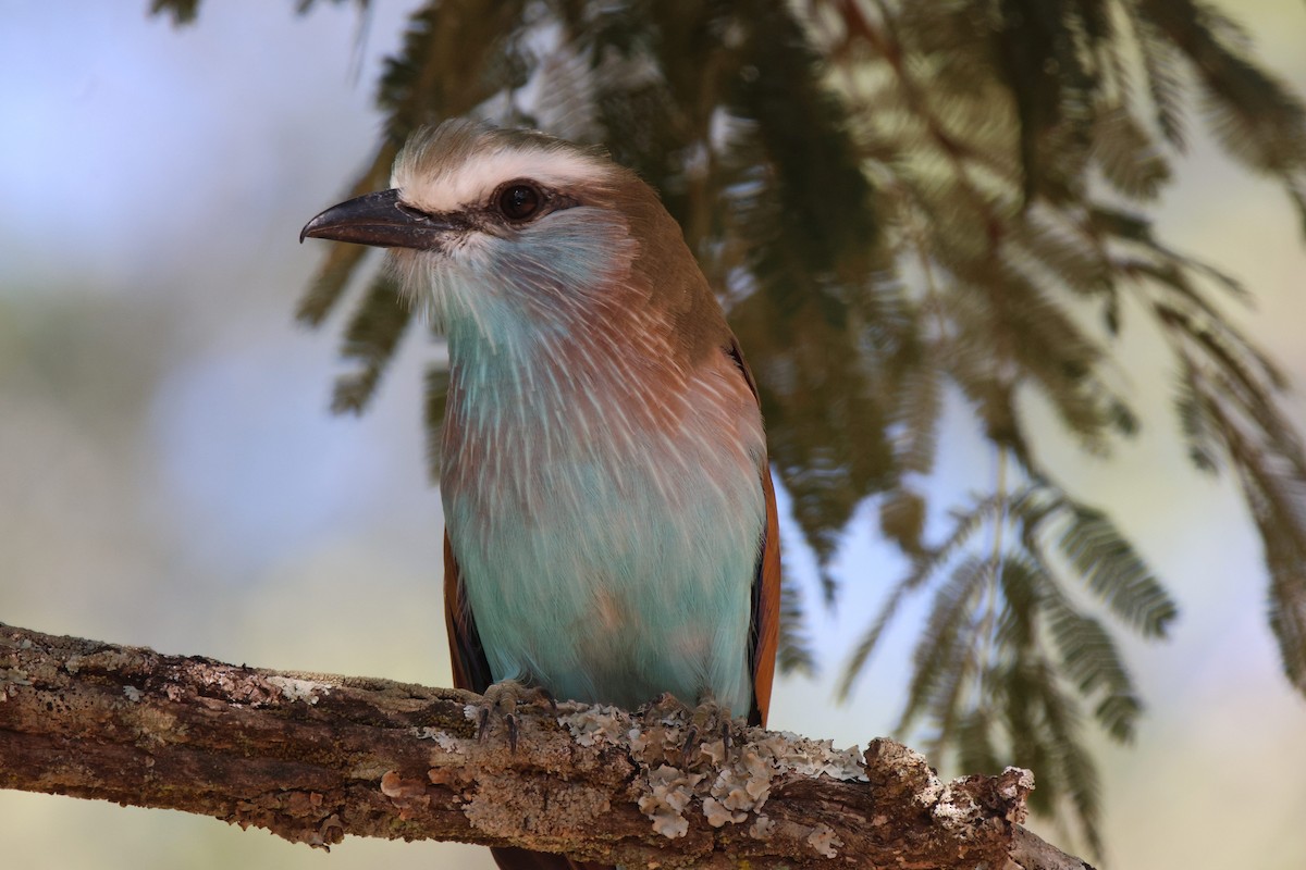 Racket-tailed Roller - ML620207361