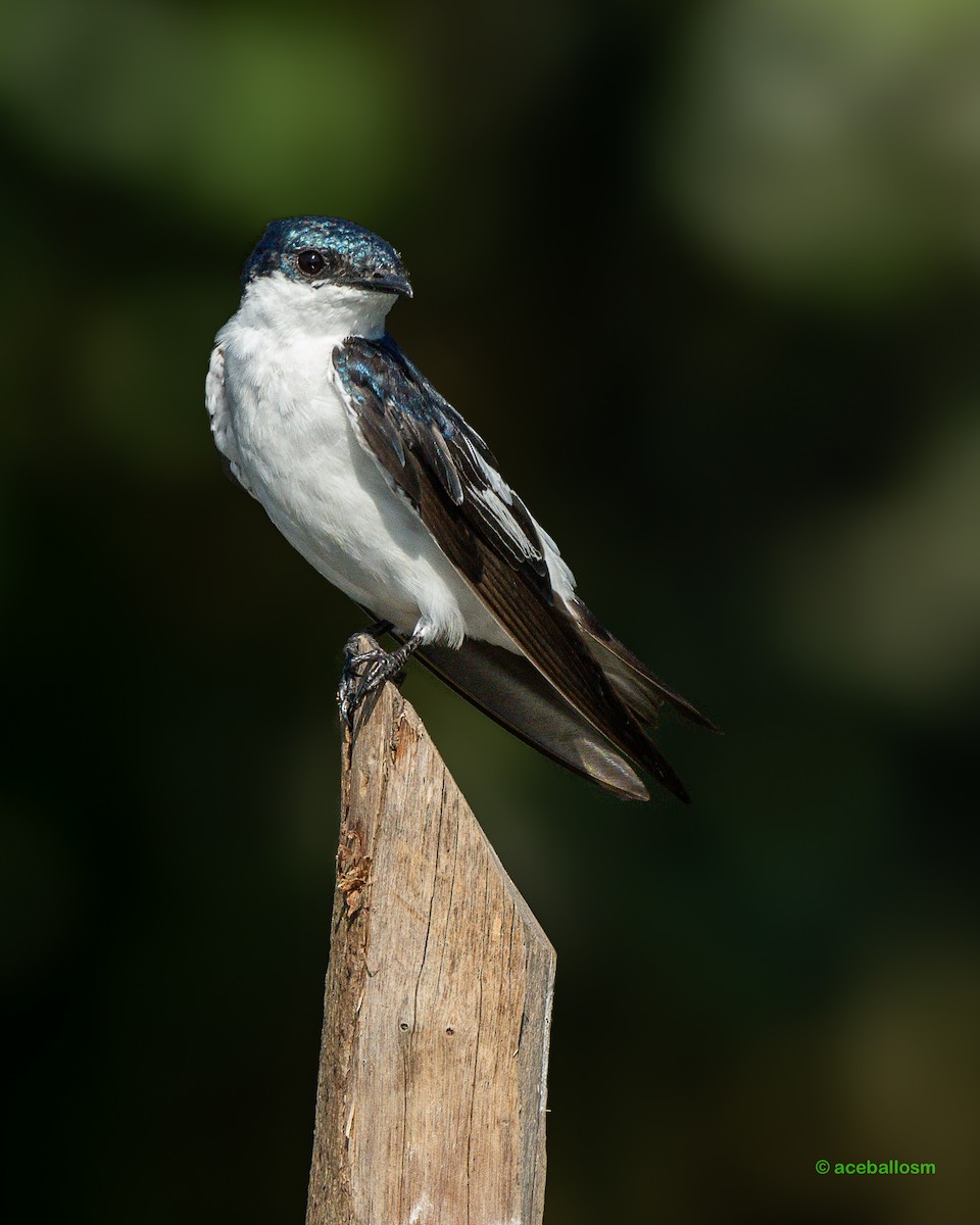 White-winged Swallow - ML620207367