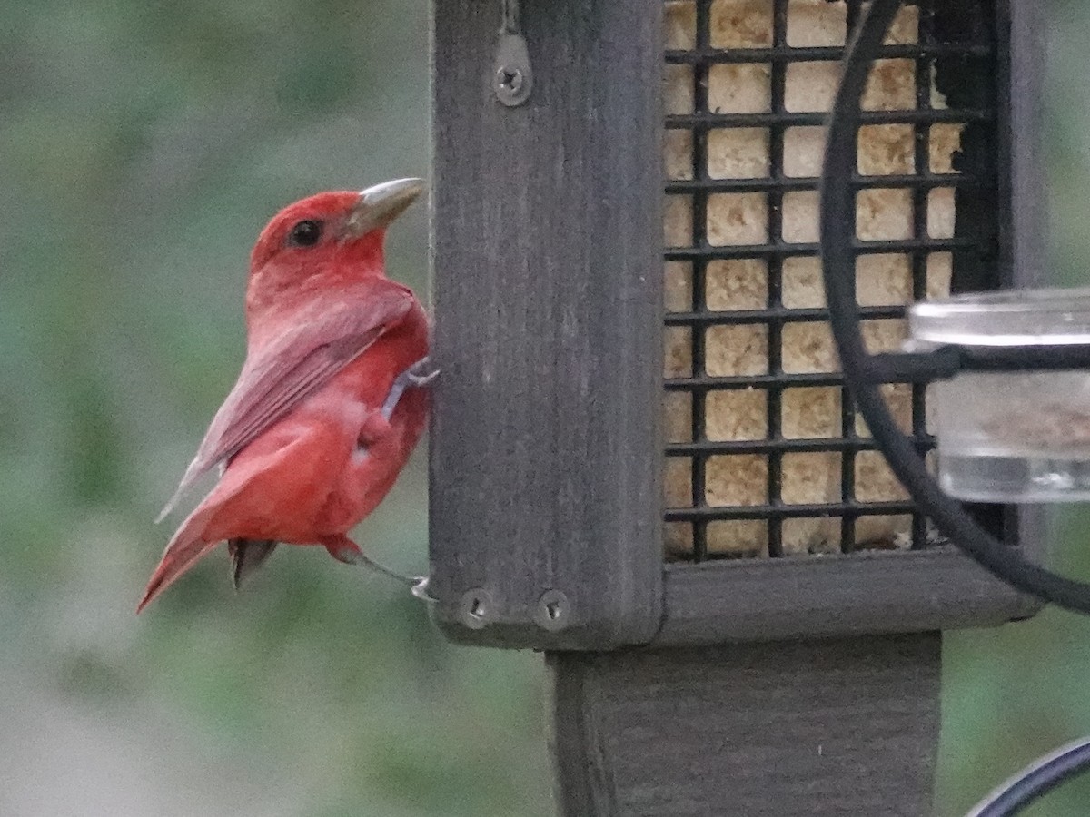 Summer Tanager - ML620207373