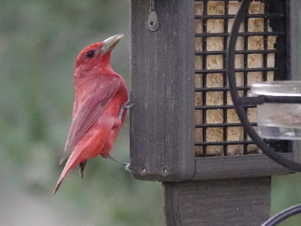 Summer Tanager - ML620207374