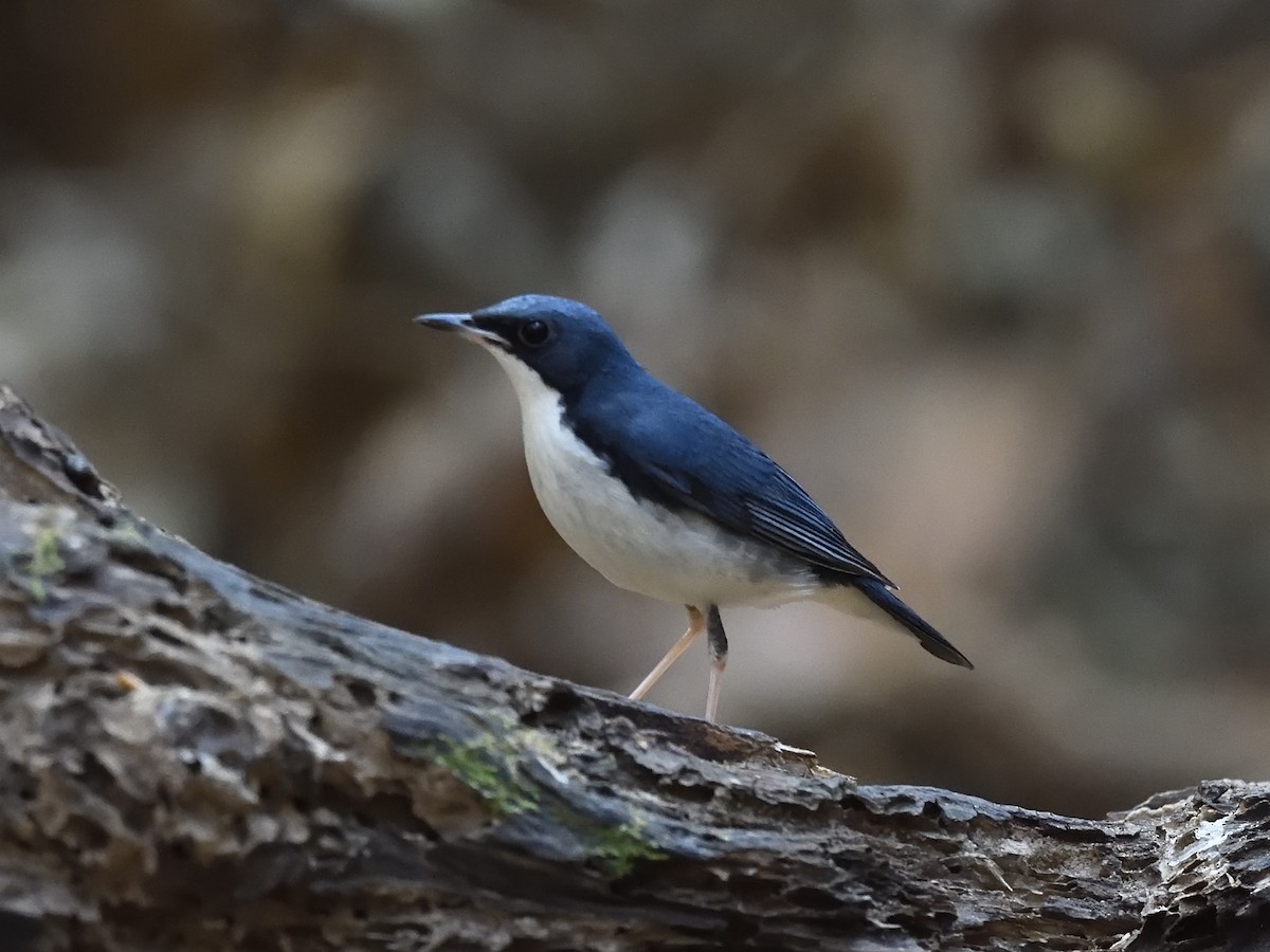 Siberian Blue Robin - ML620207376