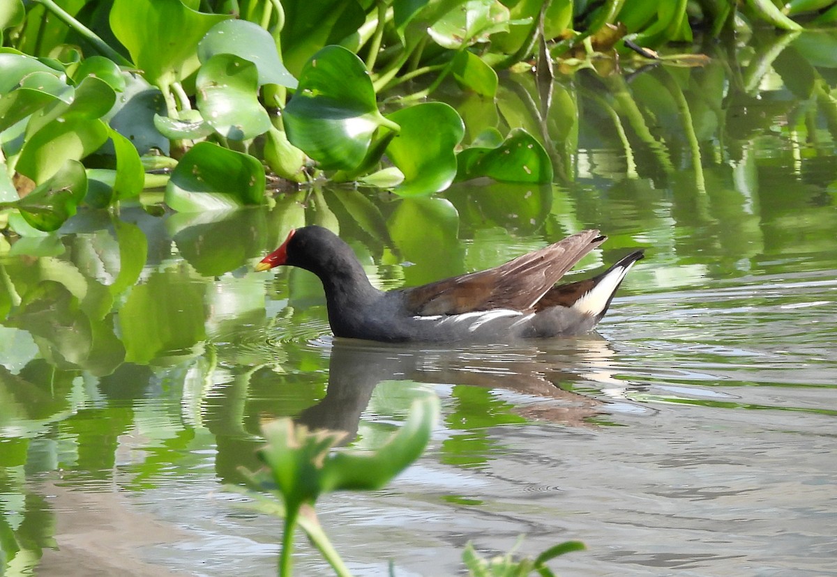 Eurasian Moorhen - ML620207381